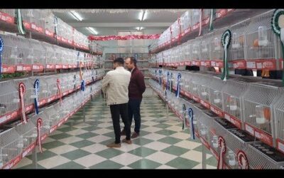 Celebrado el 51º Concurso Ornitológico de Osuna